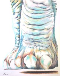 Med: Pastels Dim: 40cm x 30cm