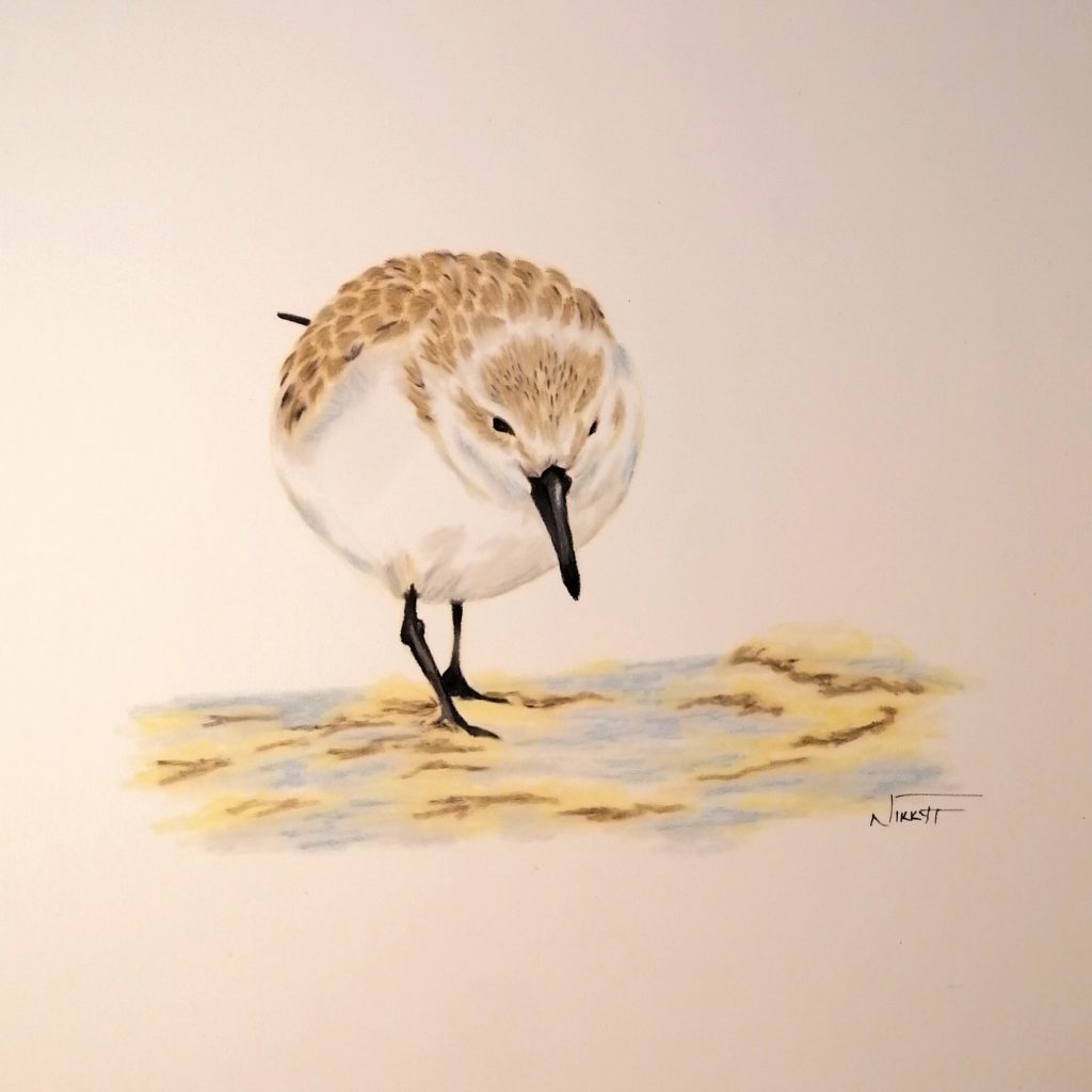 Sandpiper Med: Pastels Dim: 30 x 24cm £85