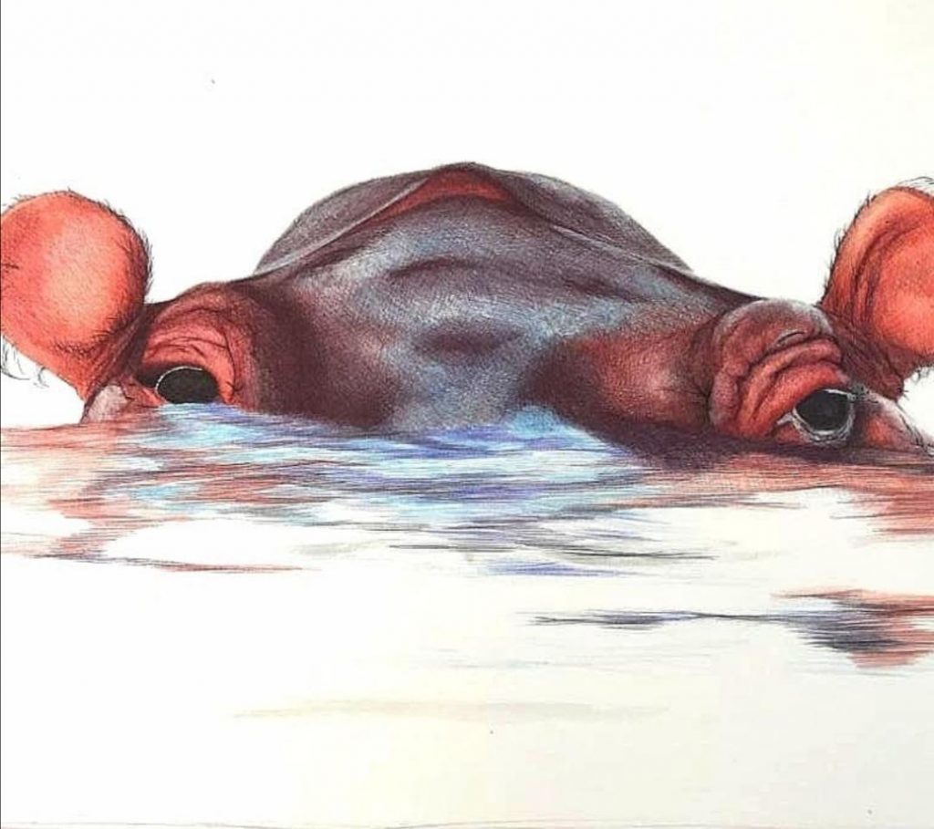 Hippo (1) Med: Ball Point Pen Dim: 42 x 32cm SOLD