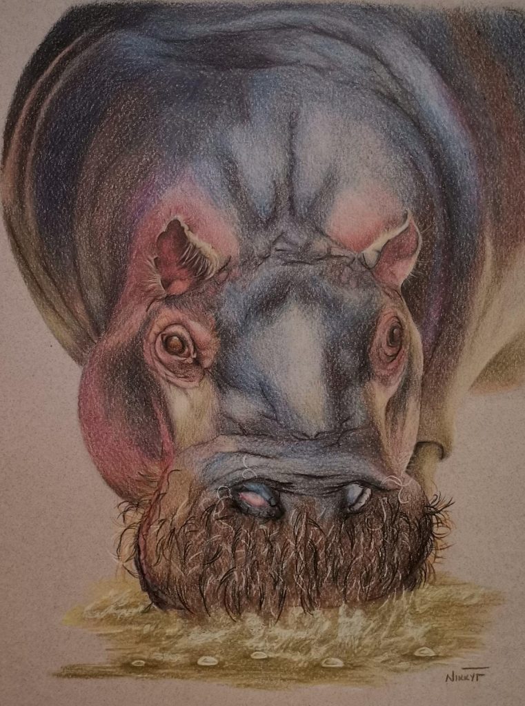 Thirsty Hippo Med: Colour Pencil Dim: 32 x 24cm Price: £60