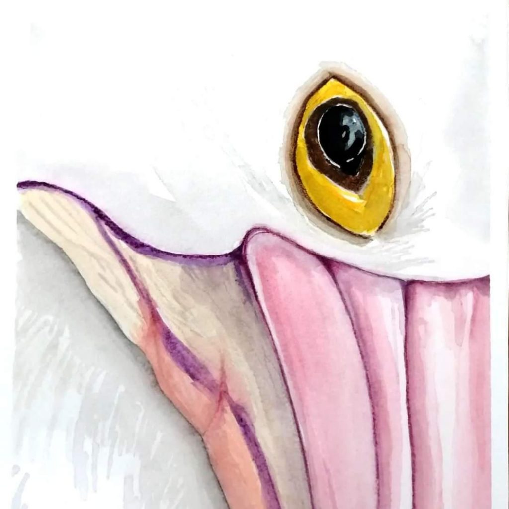 Pelican (2) Med: Water Colour Dim: 20 x 26.5cm Price: £42