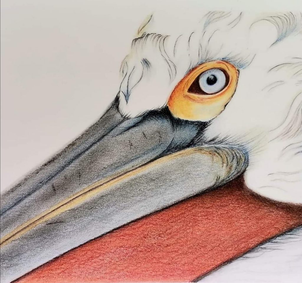 Pelican Med: Colour Pencil Dim: 21 x 29.5cm Price: £50