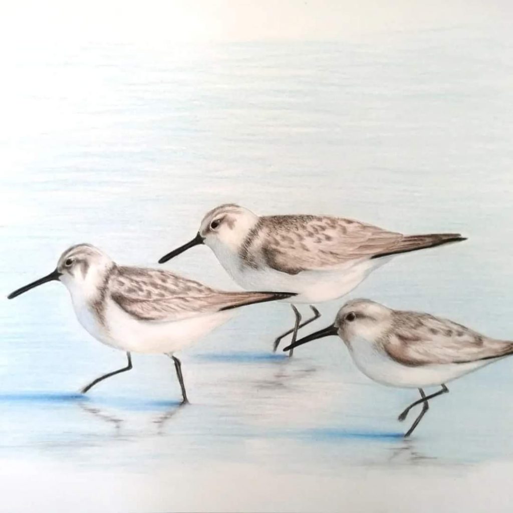 Strandloper (Plover) Med: Colour Pencil Dim: 59 x 42cm Price: £198 (Currently on Exhibition at St Lucia Gallery SA)