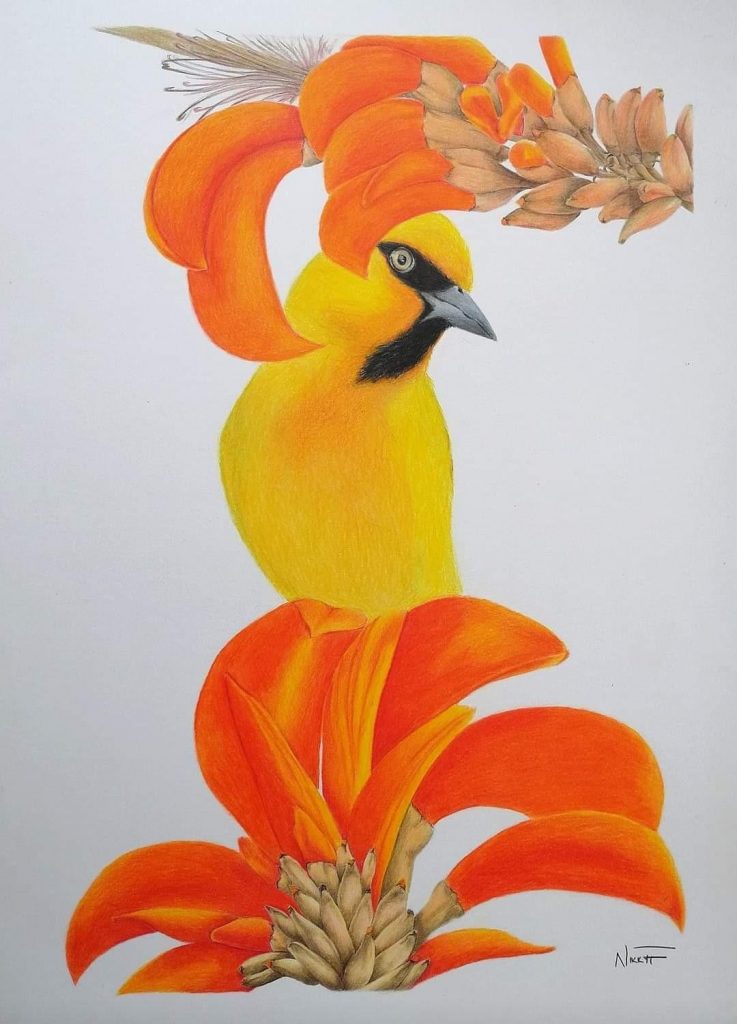 Weaver on Coral Tree Med: Colour Pencil Dim: 50 x 40cm SOLD Price: £ 160